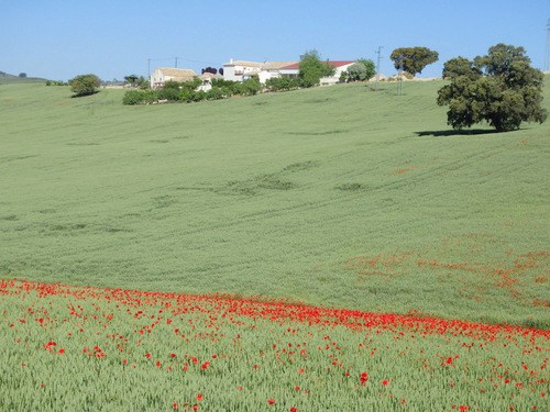 Poppies, Poppies, Poppies...